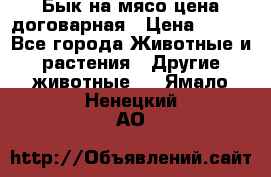 Бык на мясо цена договарная › Цена ­ 300 - Все города Животные и растения » Другие животные   . Ямало-Ненецкий АО